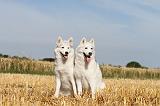 SIBERIAN HUSKY 047